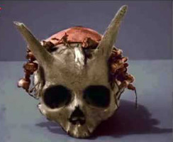 Sayre skull